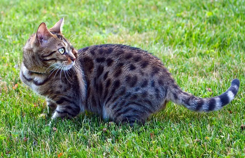 Bengali ulkona ruohikossa