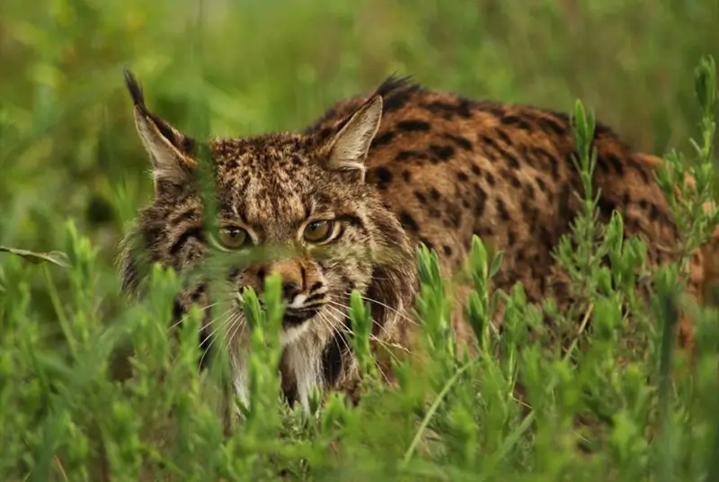 Iberianilves vaanimassa ruohikossa