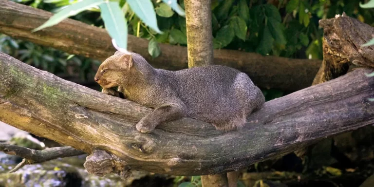 Jaguarundi