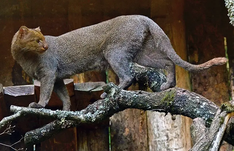 Jaguarundi puussa