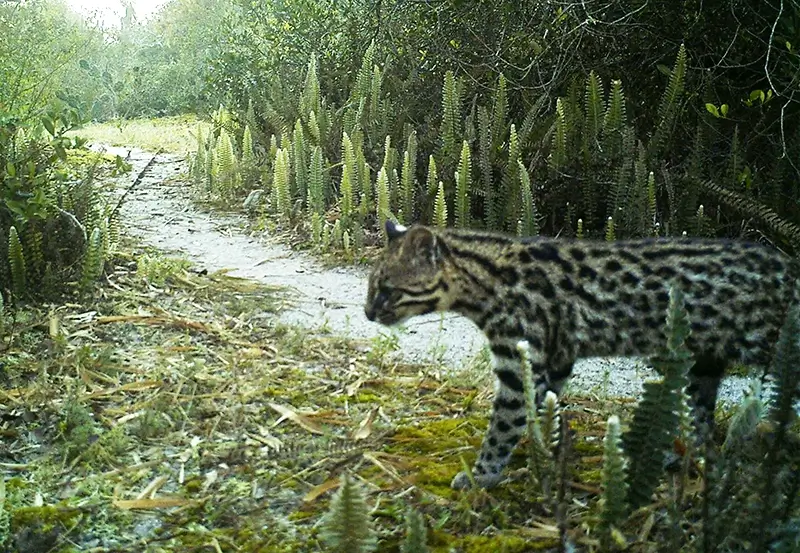 Leopardus guttulus -kissa