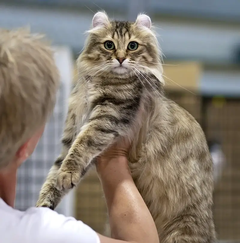 American curl (pitkäkarva) näyttelyssä