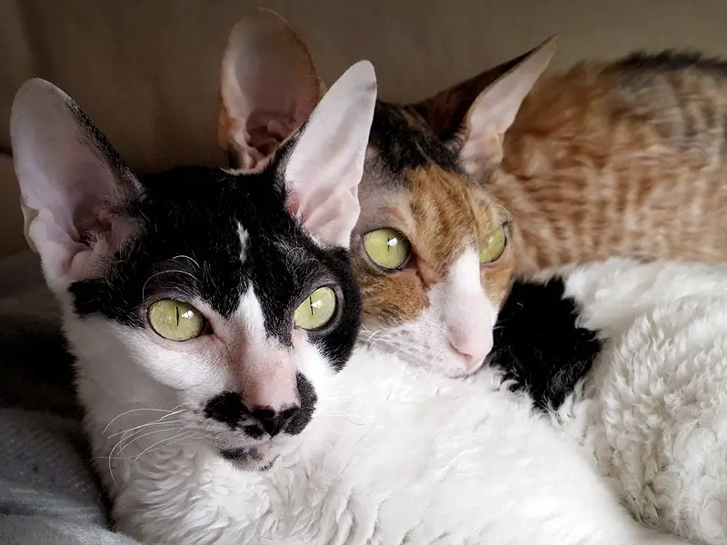 Kaksi naaraspuolista cornish rex -kissaa