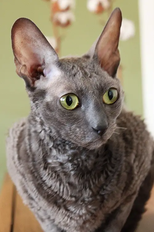 Sinisenharmaa cornish rex