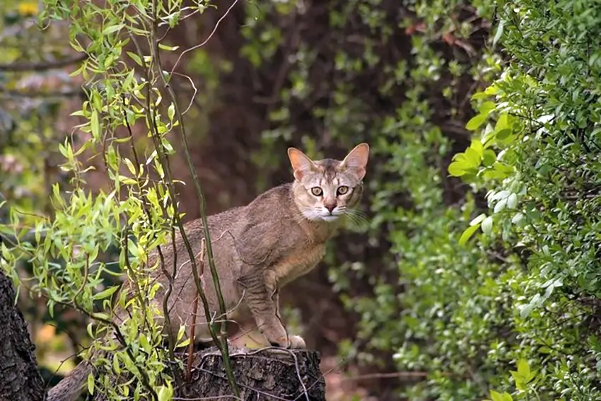 Chausie metsäisessä ympäristössä