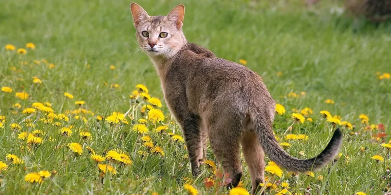 Chausie-hybridikissa katsoo kameraan ruohikossa