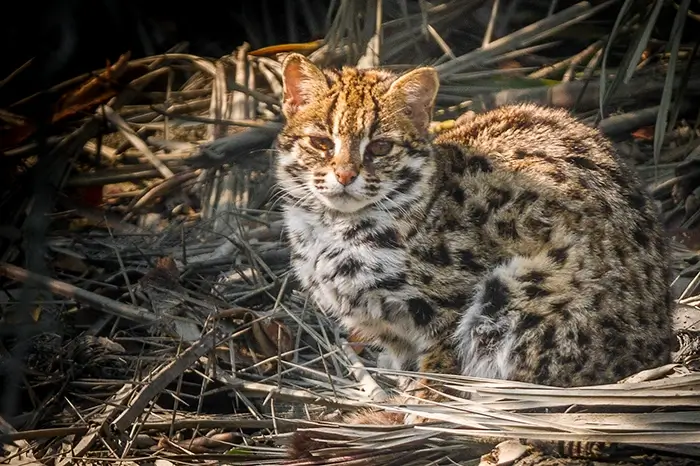 Leopardikissa istuu heinikossa