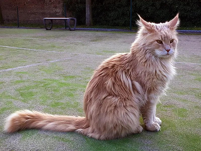 Täysikasvuinen Maine Coon -uroskissa talonsa pihalla