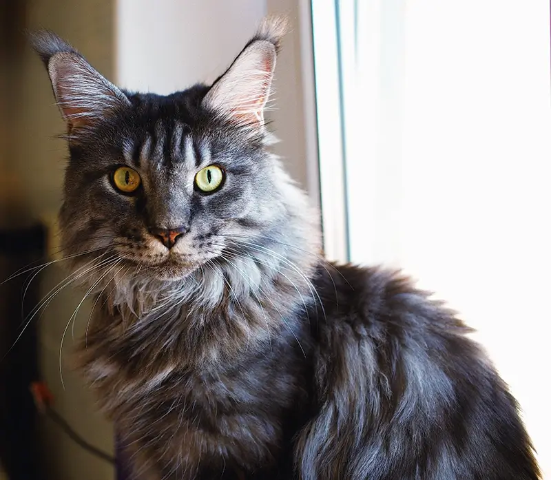 Maine Coon -kissa katsoo kameraan