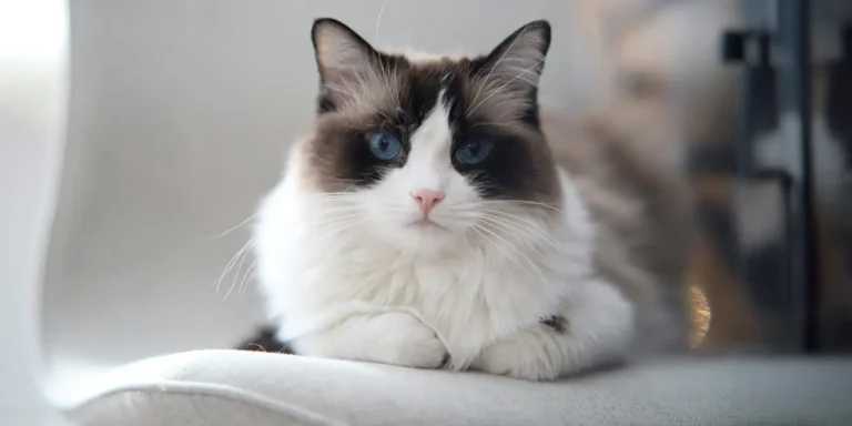 Ragdoll