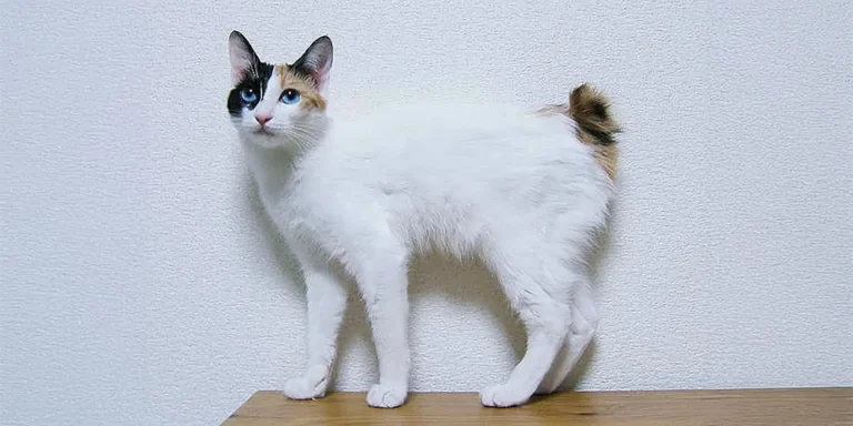 Japanin bobtail