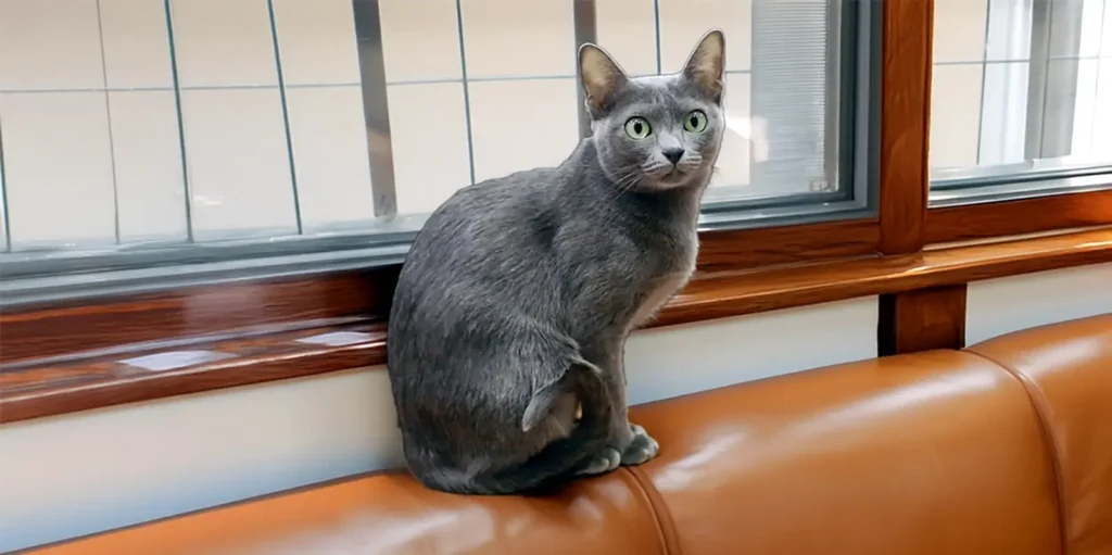 Harmaa korat istuu sohvan selkänojalla