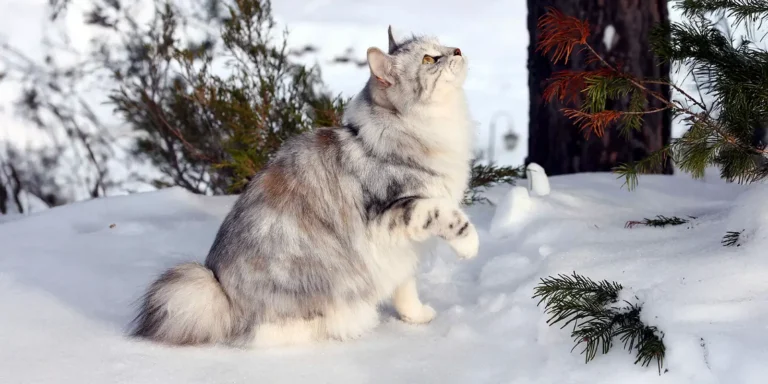 Kuriilien bobtail istuu lumessa ulkona ja katsoo ylös