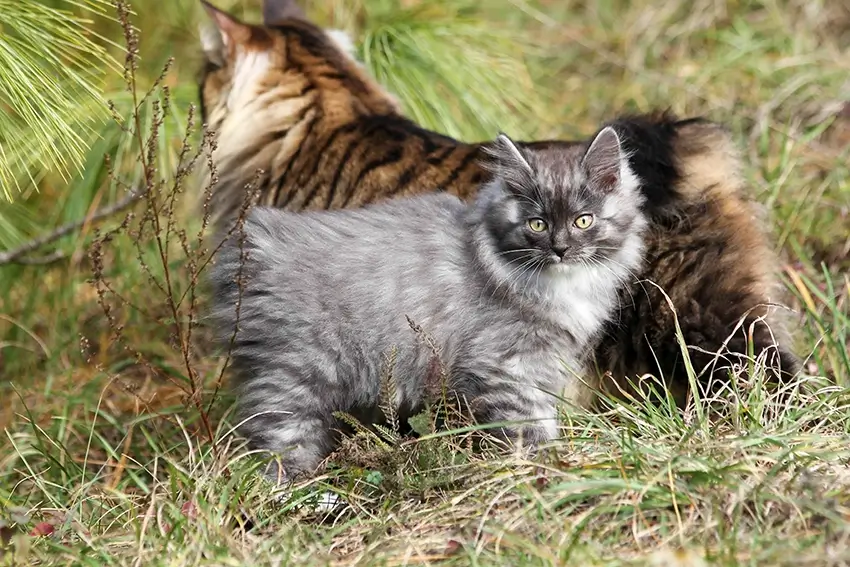 Kaksi kuriilien bobtailia ruohikossa