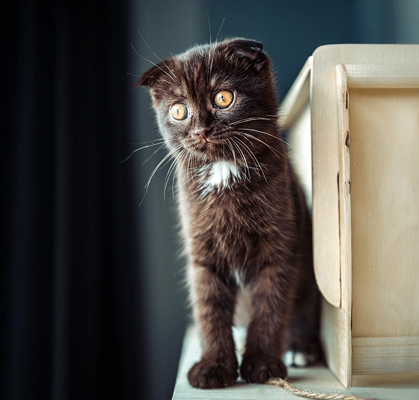 Suklaanruskea scottish fold