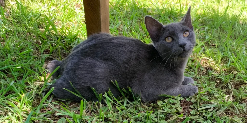 Manx-kissa ruohikolla