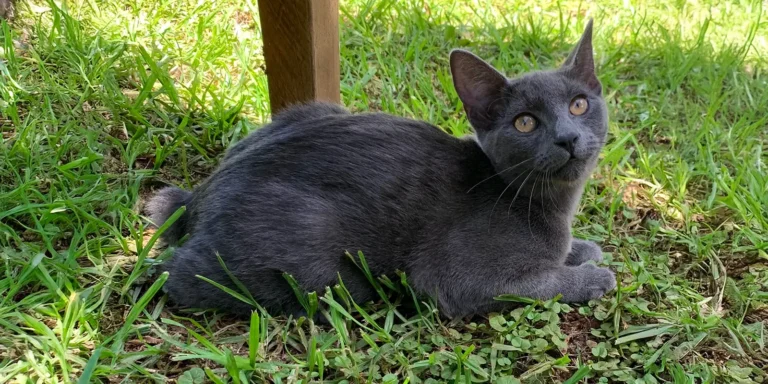 Manx-kissa ruohikolla