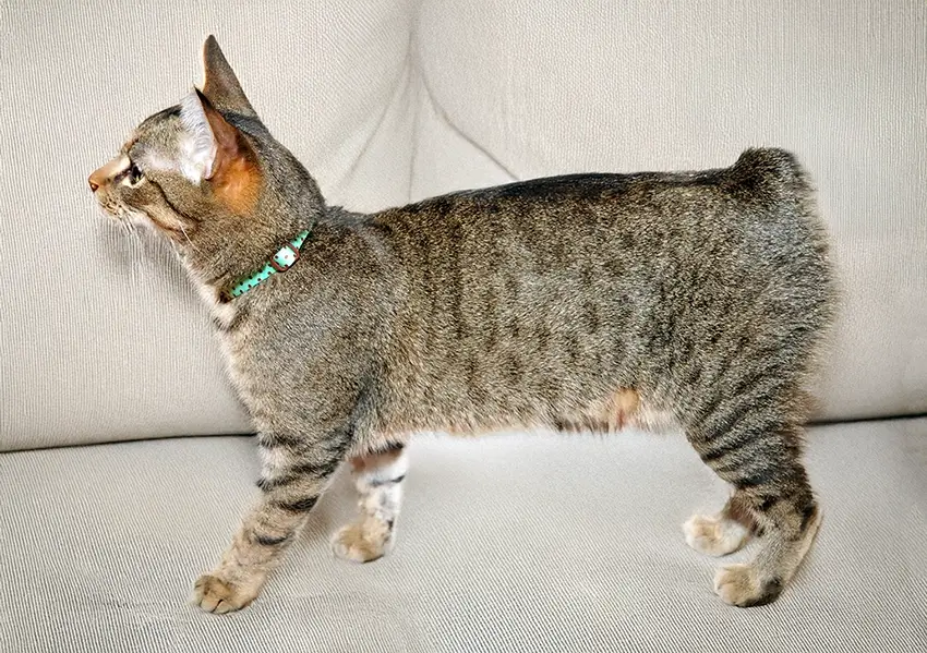 Manx-kissa sohvalla