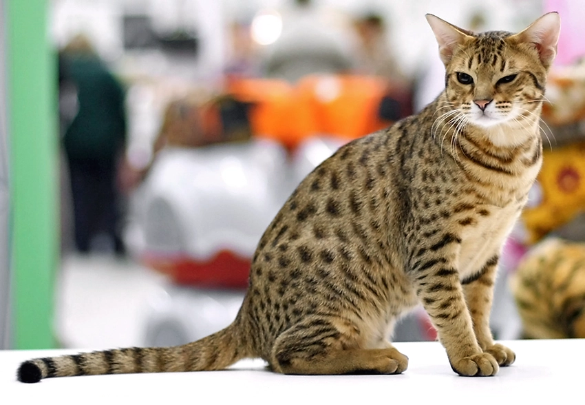 Ocicat kissanäyttelyn pöydällä
