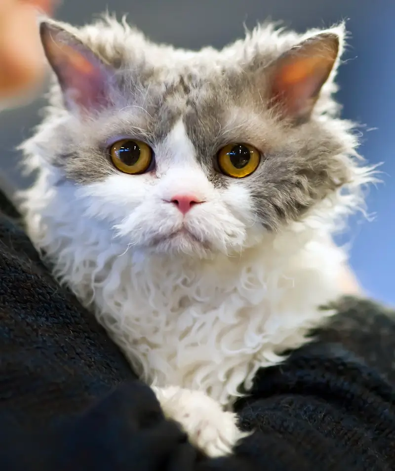 Selkirk rex -kissa sylissä