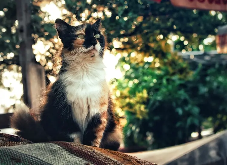 Puolipitkäturkkinen calico-kissa istumassa pihalla