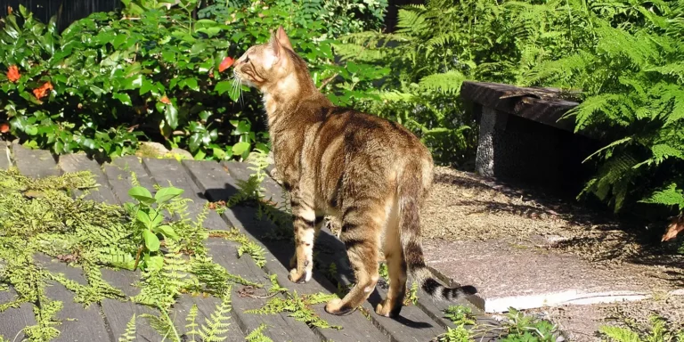 Sokoke-kissa seisoo ulkona lautojen päällä