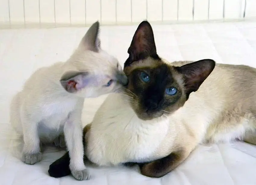 Thai-kissaemo ja pentu